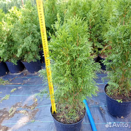 Туя Смарагд