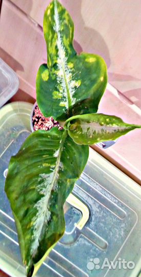 Продам очень красивые и редкие сорта диффенбахий