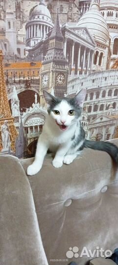 Котята в добрые руки бесплатно