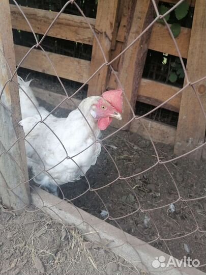 Куры несушки