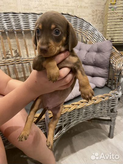 Собака такса