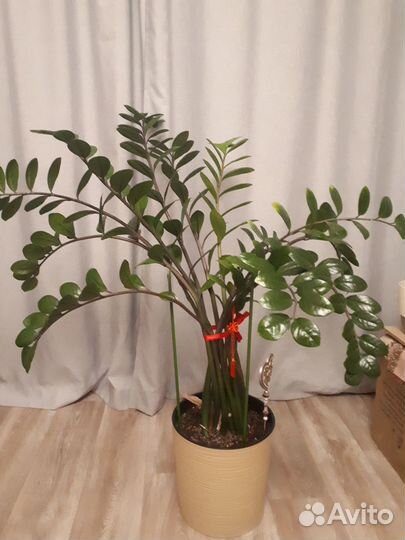 Замиокулькас