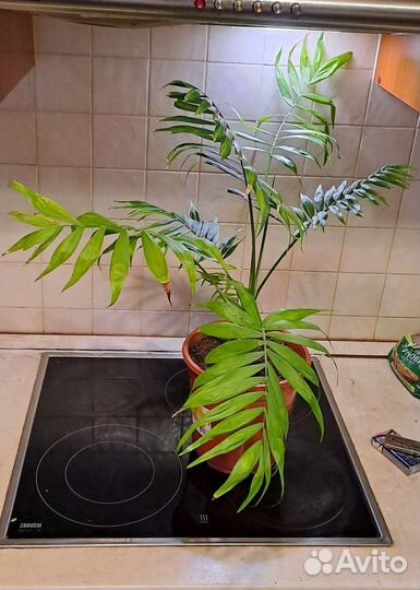 Комнатные растения цветы