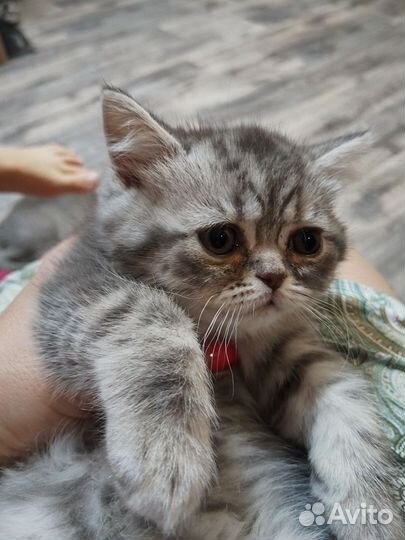 Британские котята