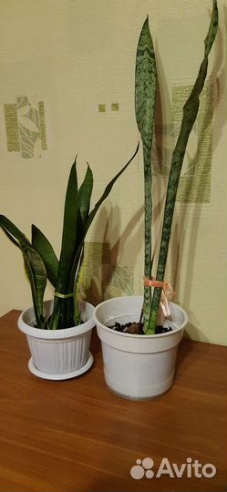 Сансевиерия