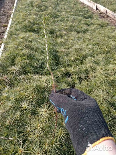 Сеянцы сосны обыкновенной от 12 см. 1 млн. 3 р