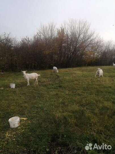 Козье молоко