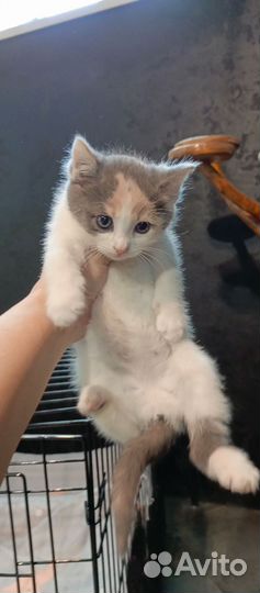 Малышня ищет дом