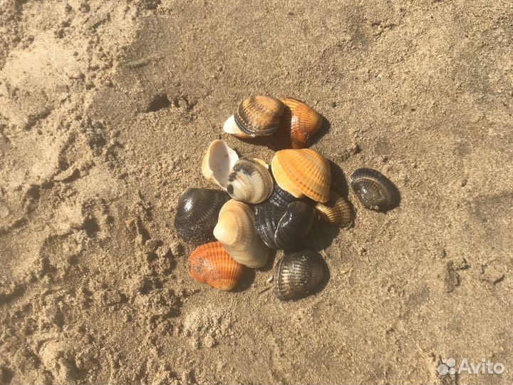 Ракушки для поделок