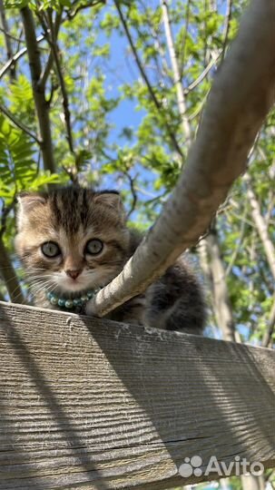 Шотландские вислоухие котята