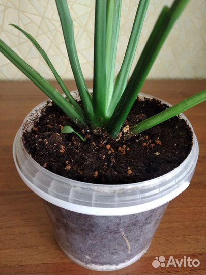 Спатифиллум Спилт милк серебряный/сизый,с деткой