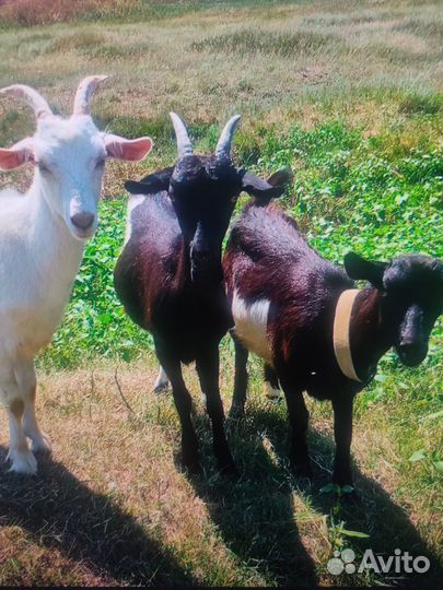 Продаются козы