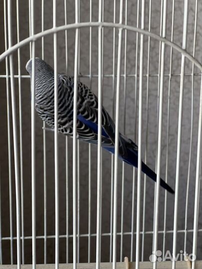 Волнистый попугай