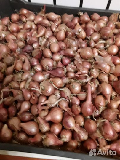 Лук шалот семейный