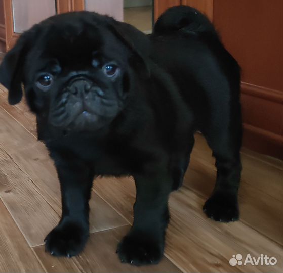 Щенки мопса