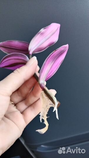 Традесканция