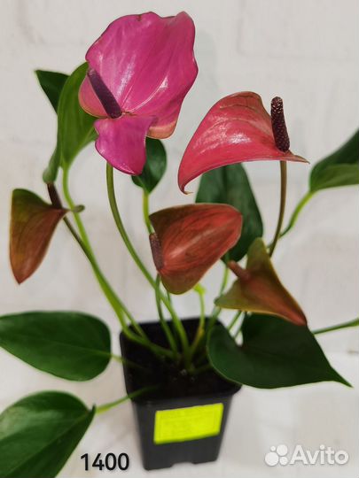 Антуриум сорт Zizou / Зизу, комнатные растения