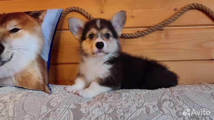 Вельш-корги Пемброк щенки