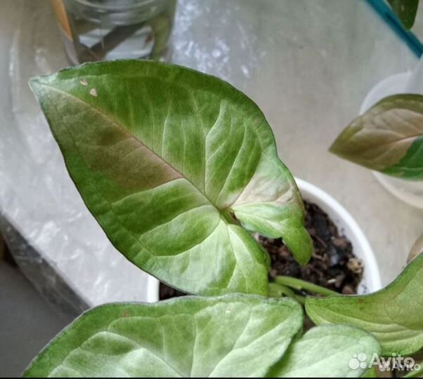 Сингониум Конфетти