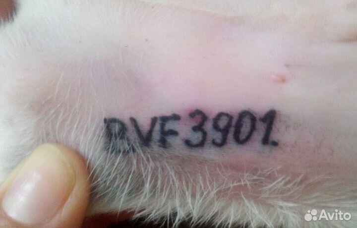 Клеймение щенков/собак, Чипирование, оформление по