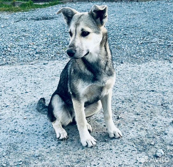 Щенок волчонок