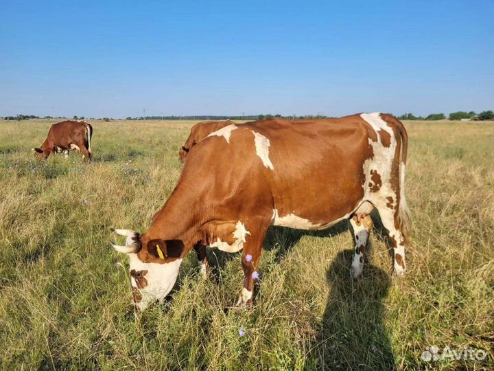 Продаю коров
