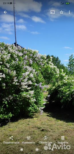 Сирень белая