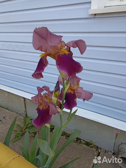 Растения для сада