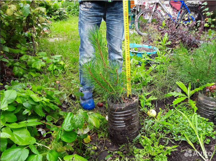 Саженцы деревьев и кустов, цветы