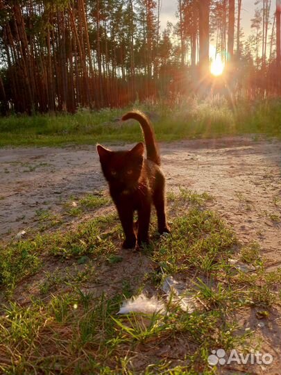 Котята в добрые руки 1.5 месяца