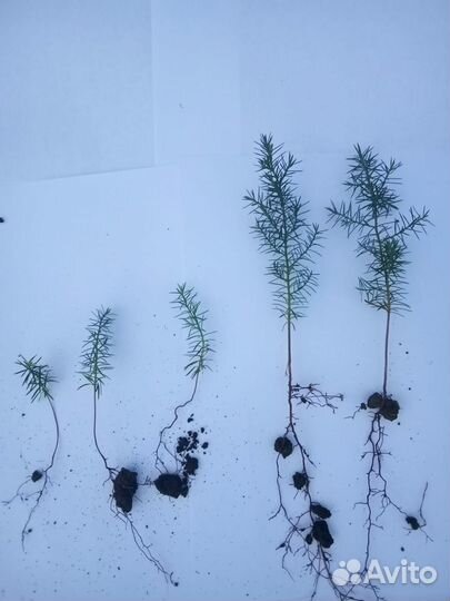 Можжевельник виргинский сеянцы