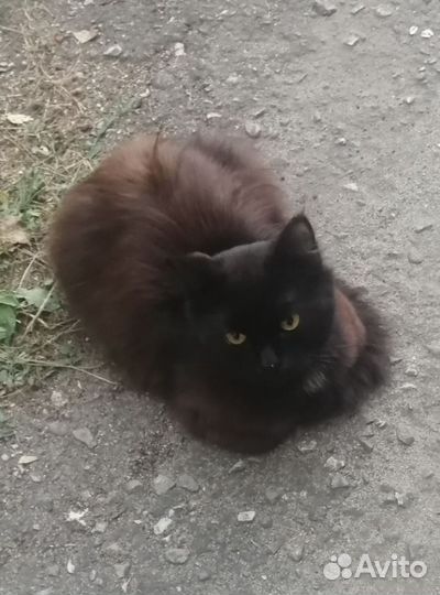 Котик ласковый ищет дом