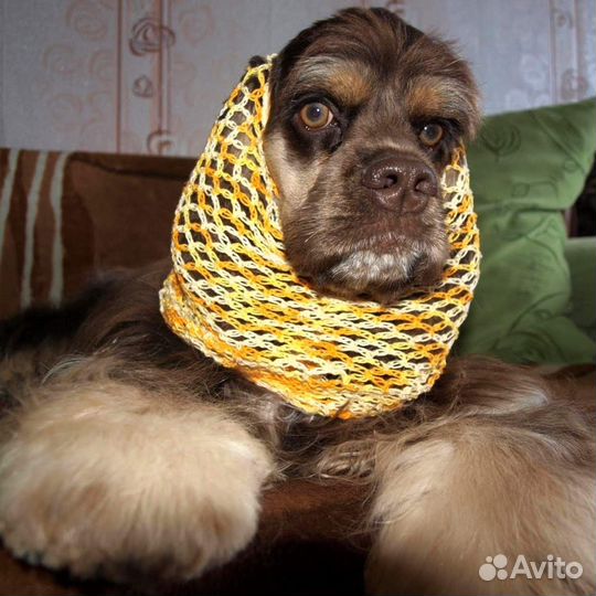 Вязаная шапочка для спаниеля