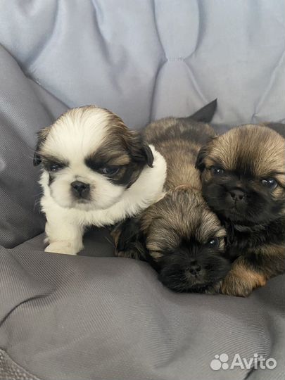 Щенки пекинеса