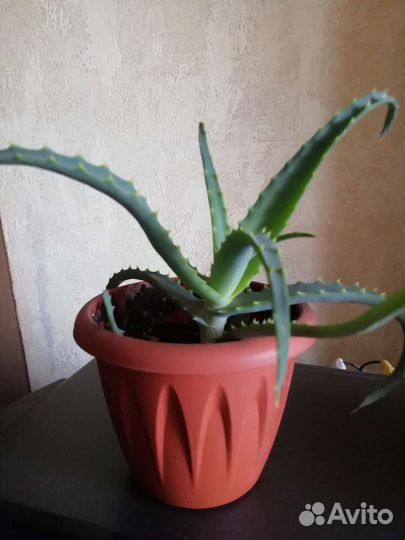 Алоэ столетник, лечебный