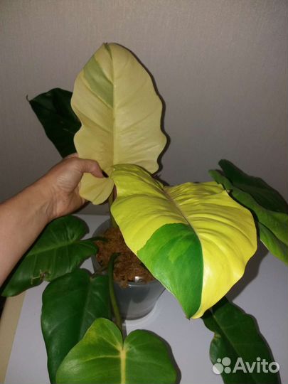 Филодендрон Пин тонг