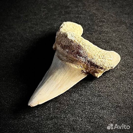 Зуб акулы Otodus окаменелость ископаемое