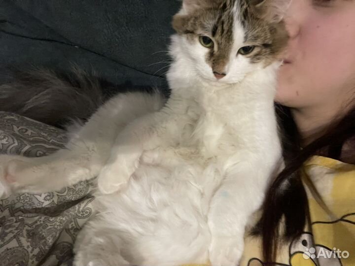 Кот или Кошка бесплатно