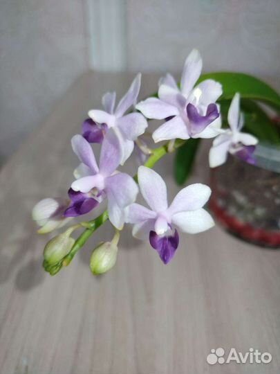 Орхидея