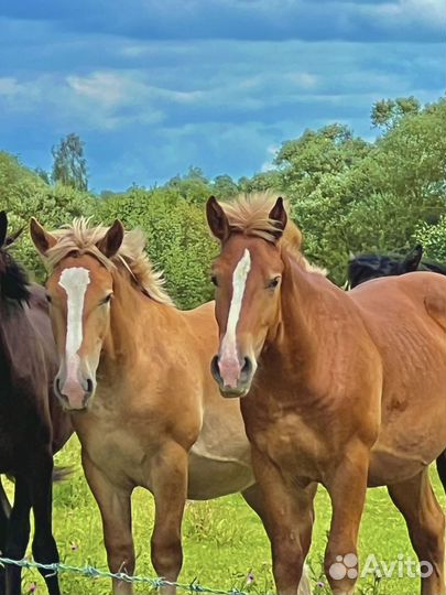 Лошади советские тяжеловозы