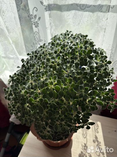 Аихризон дерево любви и счастья