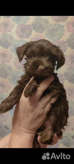 Щенок шоколадного йорка, девочка 1,5 мес., клубная