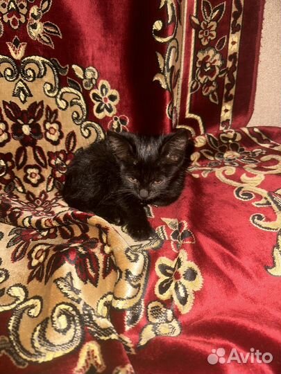 Домашние животные котята