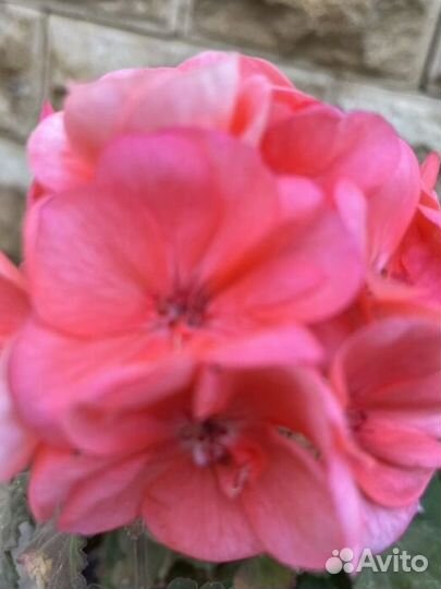 Пеларгонии