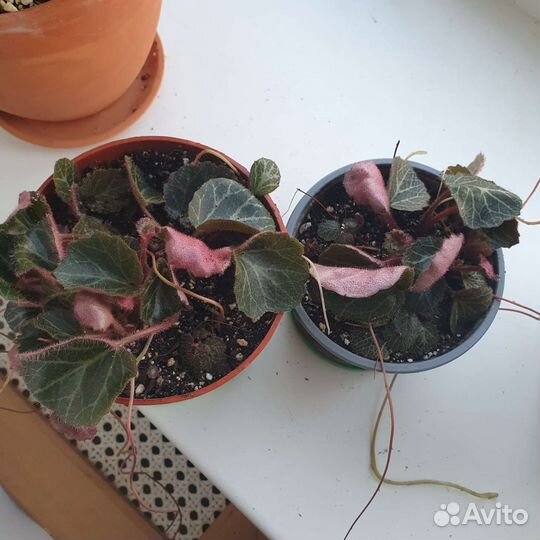 Камнеломка комнатная