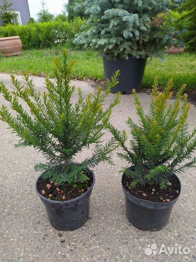 Тис ягодный