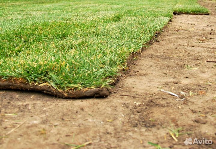 Укладка рулонных газонов ключ