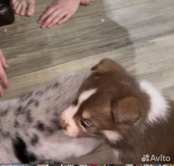 Щенки бордер колли