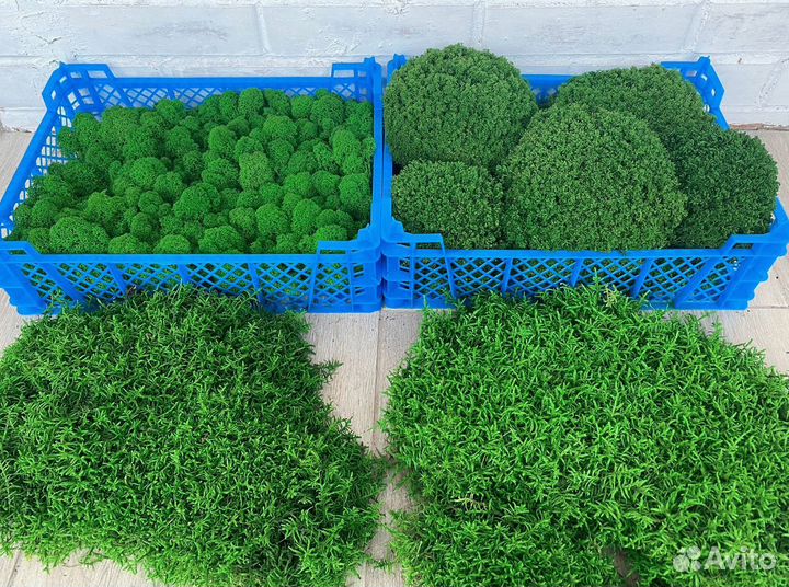 Стабилизированный мох