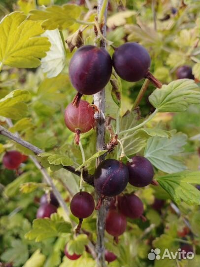 Ягоды черной смородины